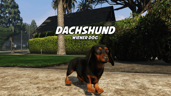 Daschund (weiner dog)