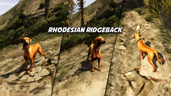 Rhodesian Ridgeback