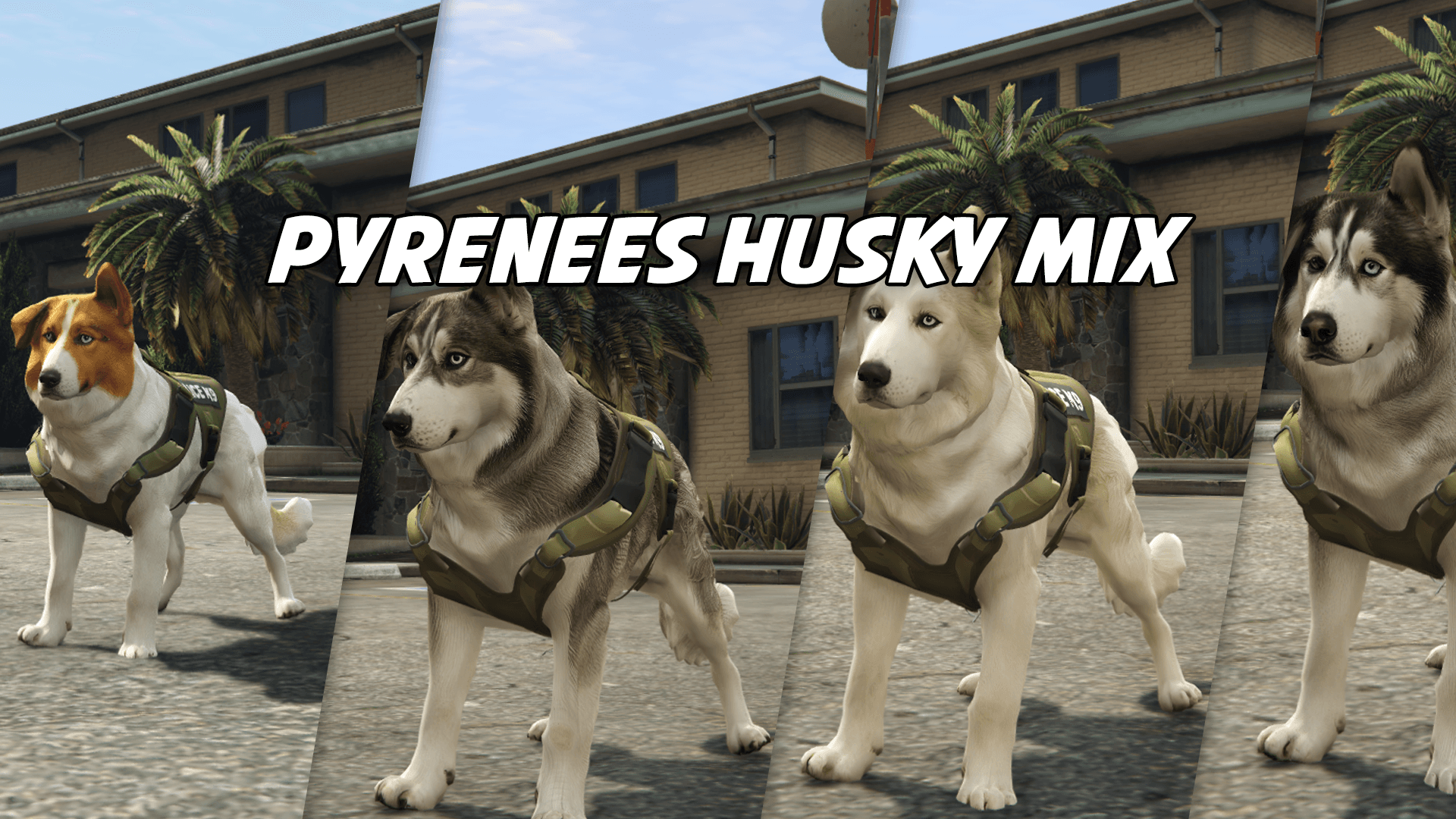 Pyrenees Husky Mix