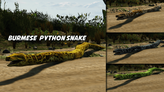 Burmese Python Snake