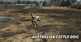 Australian Cattle Dog