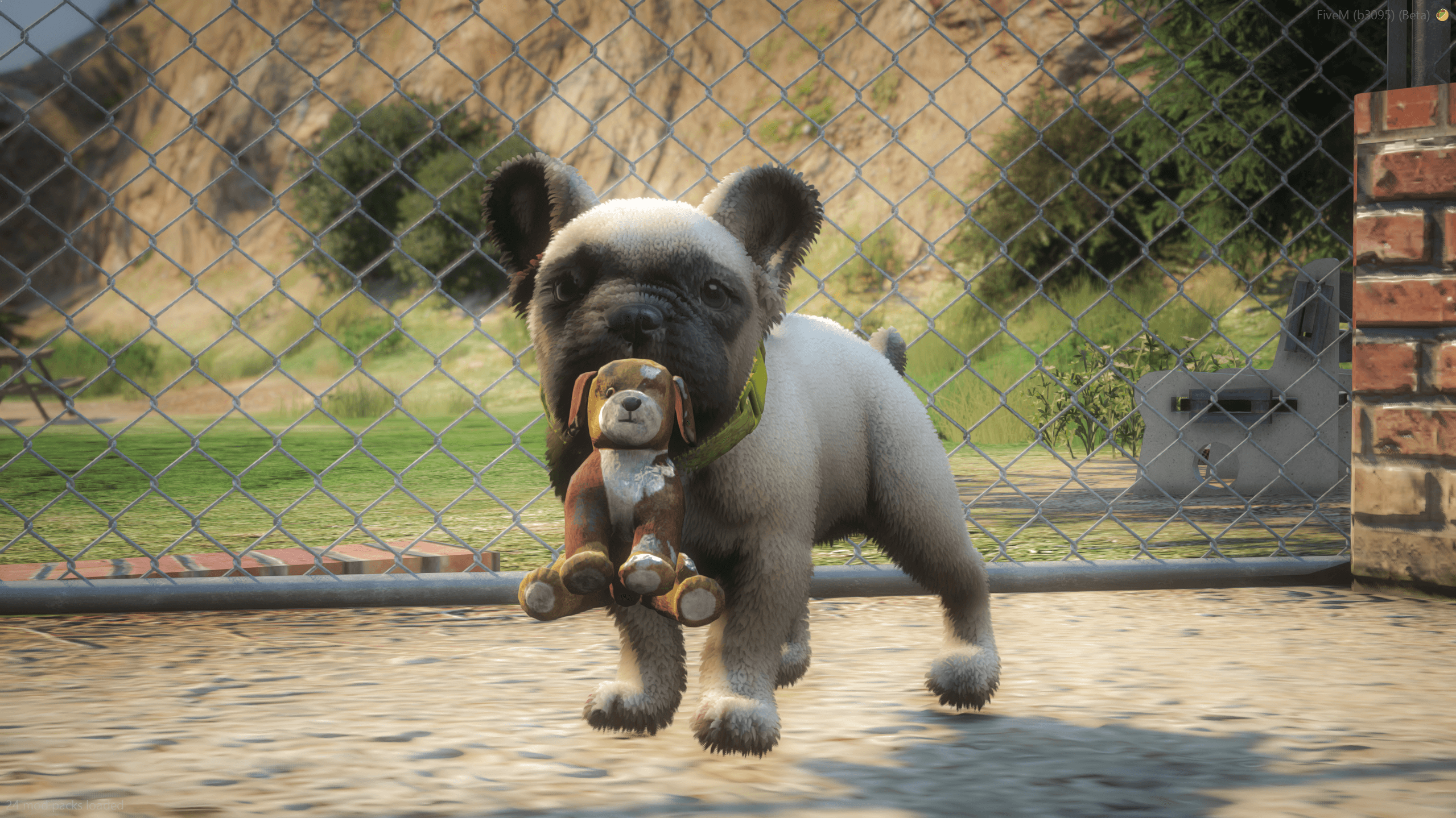 OPEN French Bulldog Puppy