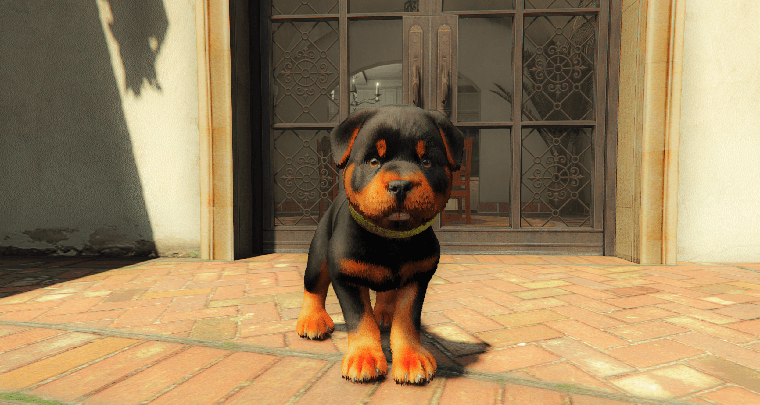 OPEN Rottweiler Puppy (Puppy Chop) Ped