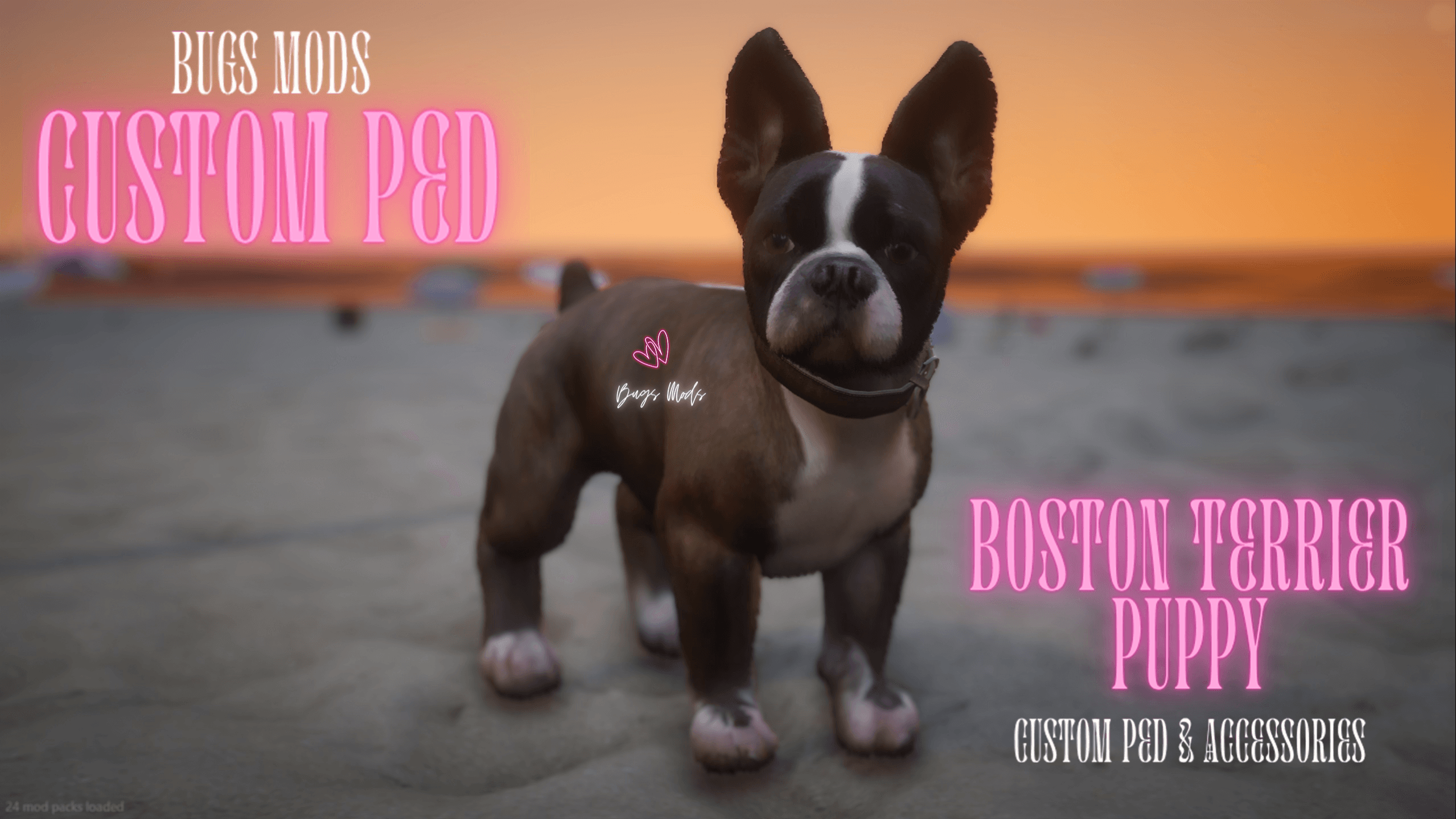 Open Boston Terrier Puppy